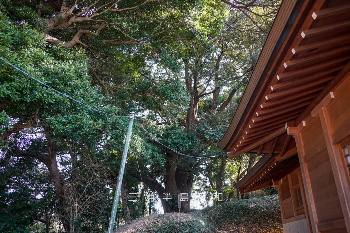 三島神社（武三島神社）・御神木のスダジイ（撮影日：2025.01.24）