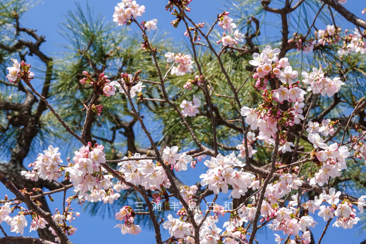 鶴岡八幡宮-若宮大路・三分咲きくらいの玉縄桜（二の鳥居左手前）（アップ）（撮影日：2025.02.28）