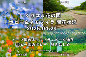 くりはま花の国のポピー＆ネモフィラ・開花状況（撮影日：2025.04.24）