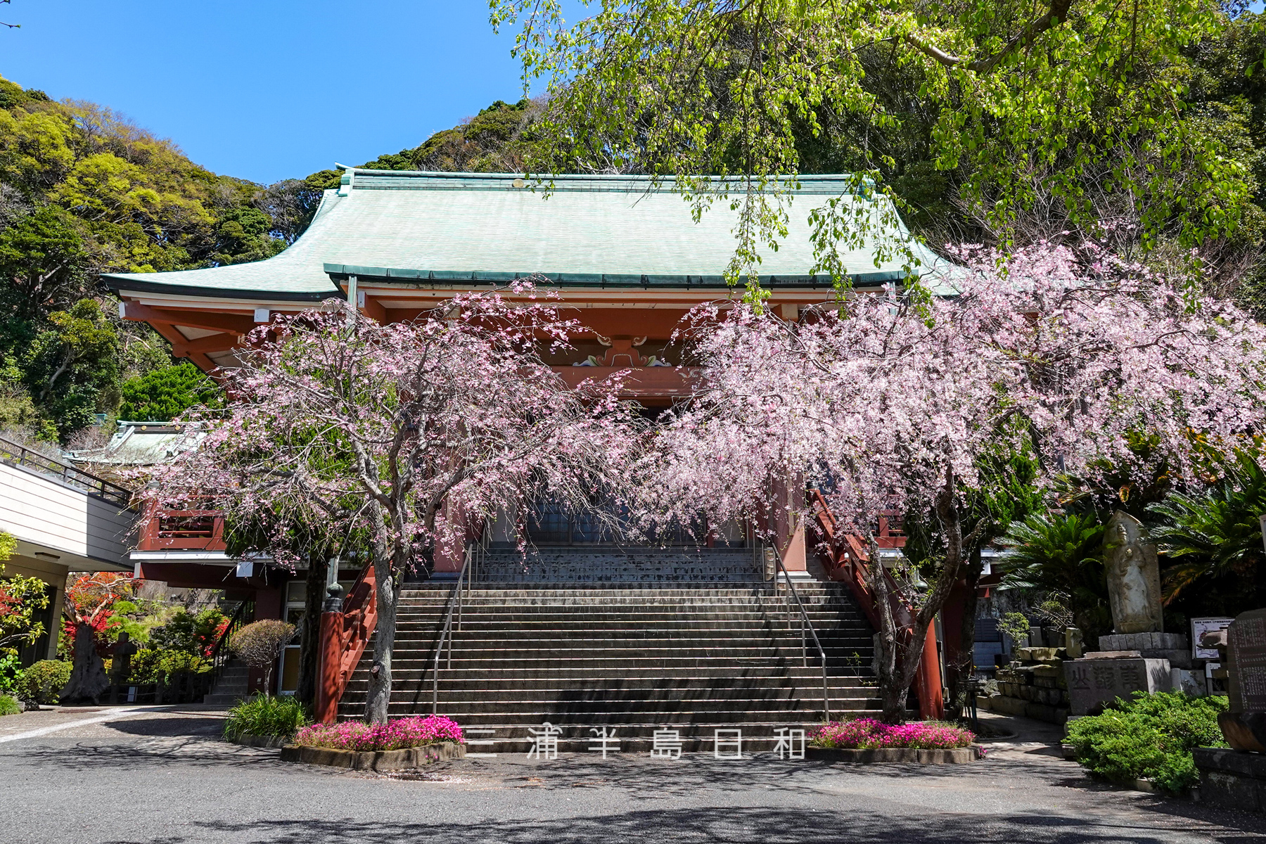 乗誓寺・本堂前の枝垂れ桜（撮影日：2025.04.09）