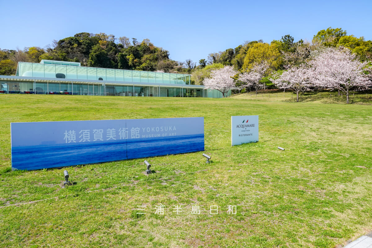 横須賀美術館・海の広場の桜と本館（撮影日：2025.04.09）