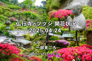 仏行寺のツツジ開花状況（撮影日：2025.04.24）