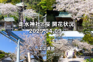 走水神社の桜・開花状況（撮影日：2025.04.09）