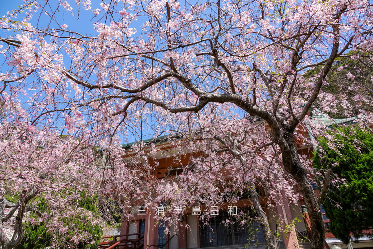 乗誓寺・本堂前の枝垂れ桜を見上げる(撮影日:2025.04.09)