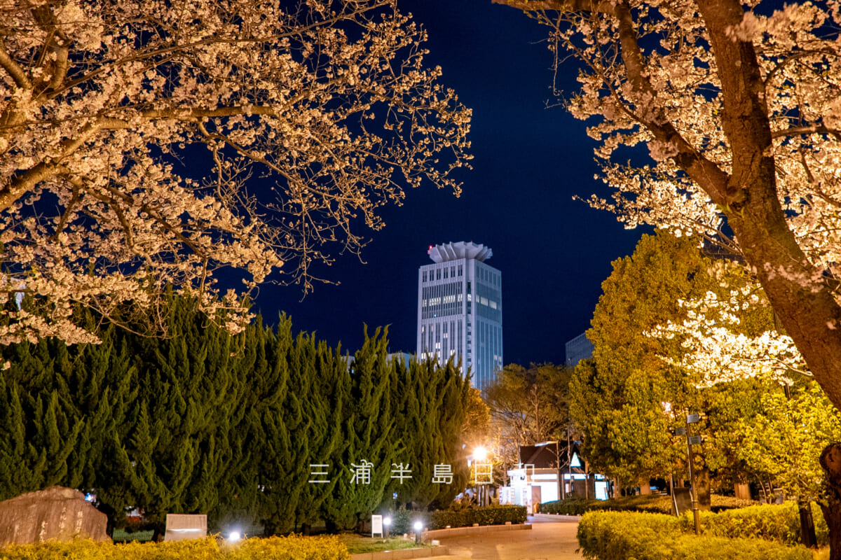 ヴェルニー公園・さくらの広場2の夜桜とベイスクエアよこすか(横須賀芸術劇場、-メルキュールホテルが入居する高層タワー)(撮影日:2025.04.04)