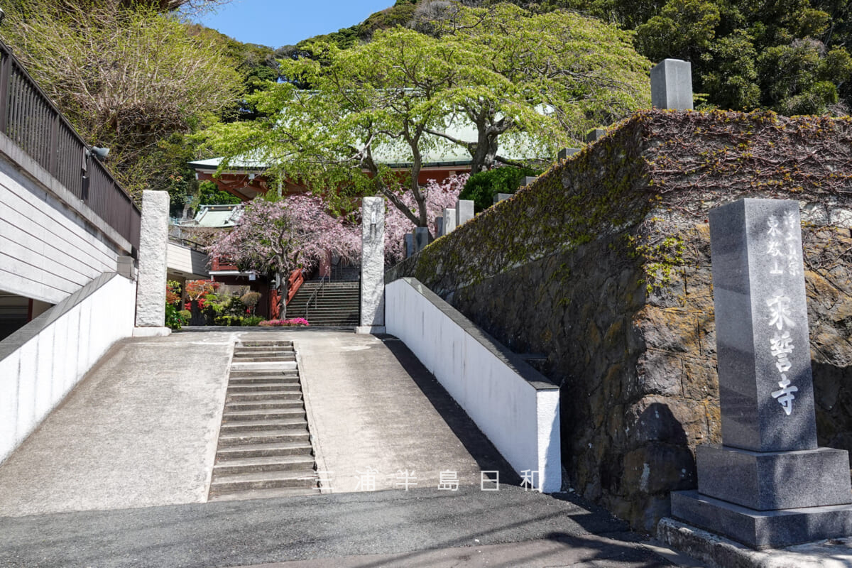 乗誓寺・県道209号観音崎環状線より望む(撮影日:2025.04.09)