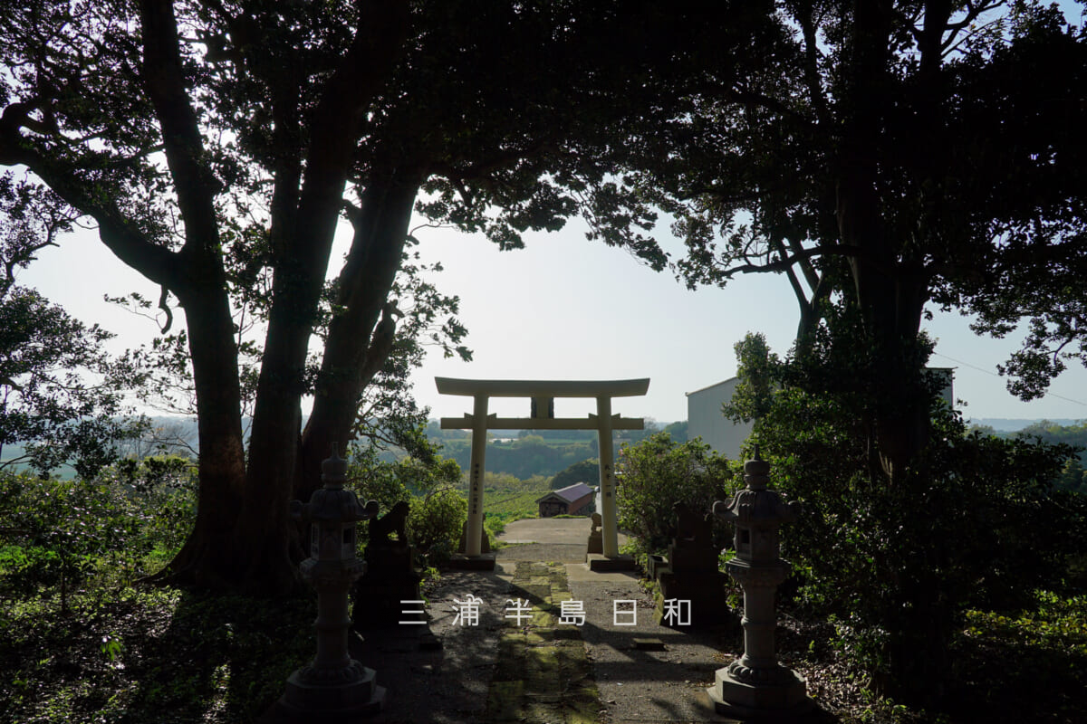 高円坊日枝神社・社殿前より鳥居方面を望む（撮影日：2025.04.17）