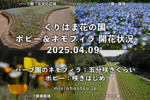 くりはま花の国のポピー＆ネモフィラ・開花状況（撮影日：2025.04.09）