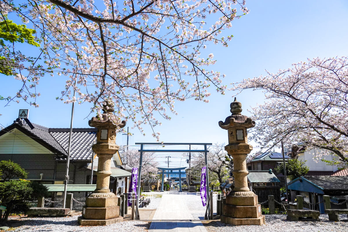 走水神社・桜の季節に社殿下より鳥居の方を望む(撮影日:2025.04.09)