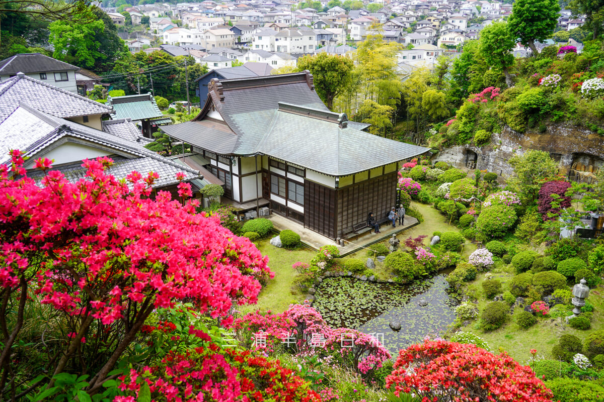 仏行寺・本堂裏のツツジの庭園を見下ろす(撮影日:2025.04.24)