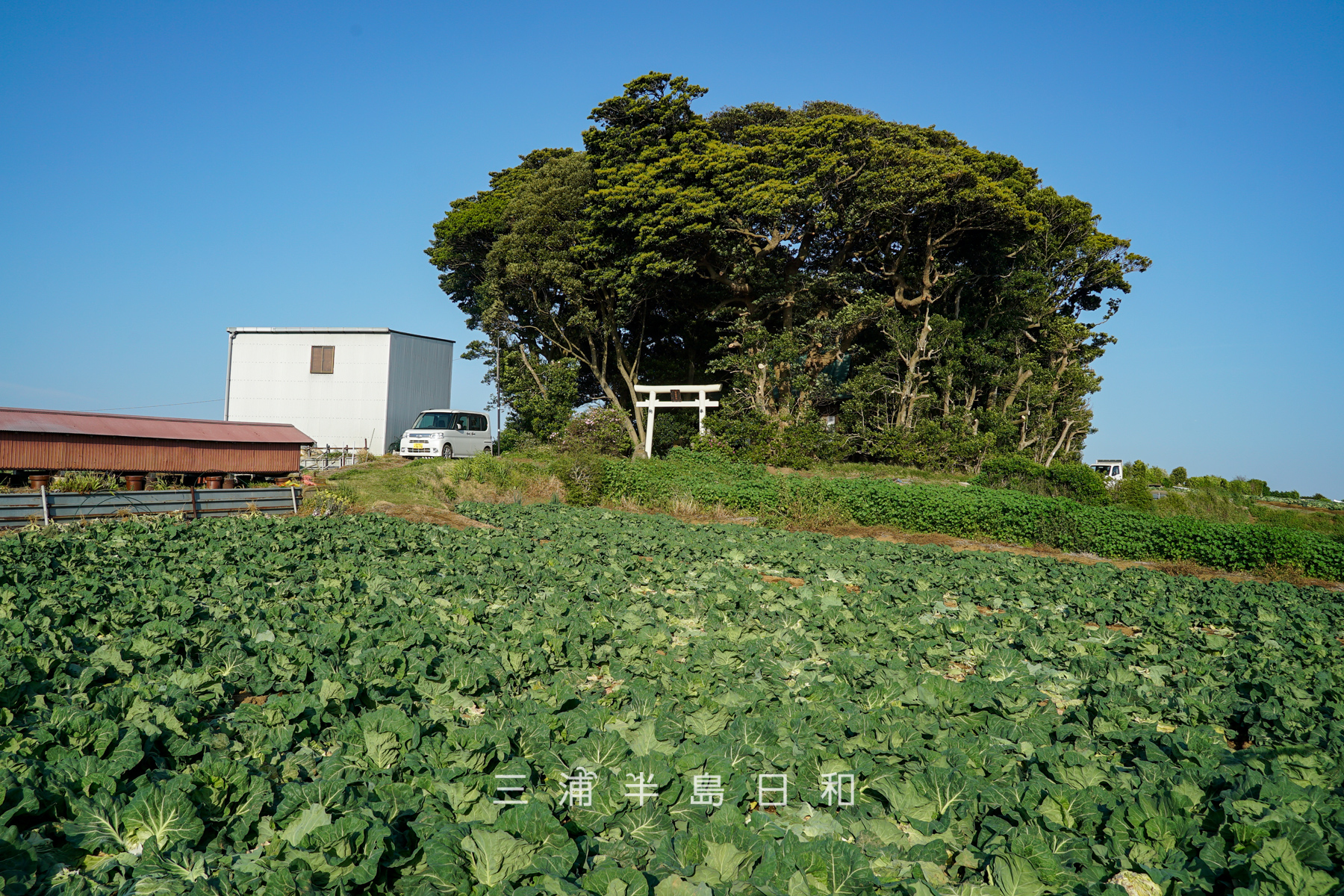 高円坊日枝神社・和田朝盛塚近くより望む（撮影日：2025.04.17）