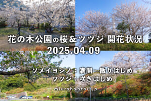 葉山花の木公園の桜＆ツツジ・開花状況（撮影日：2025.04.09）