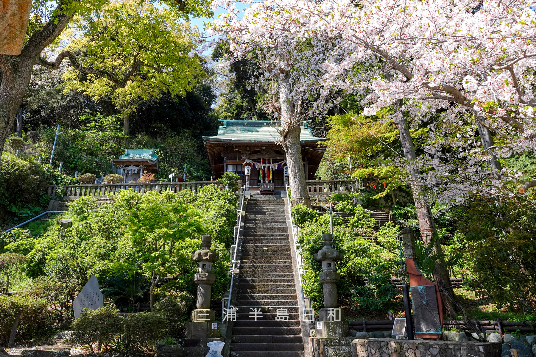 走水神社・桜の季節に石段下より社殿を見上げる（撮影日：2025.04.09）