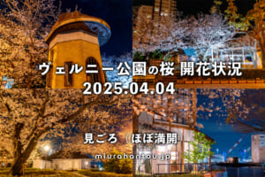 ヴェルニー公園の桜・開花状況（撮影日：2025.04.04）