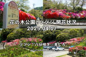 葉山花の木公園のツツジ開花状況（撮影日：2025.04.17）