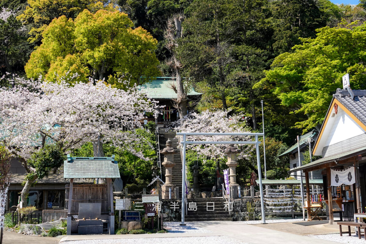 走水神社・境内の桜(撮影日:2025.04.09)