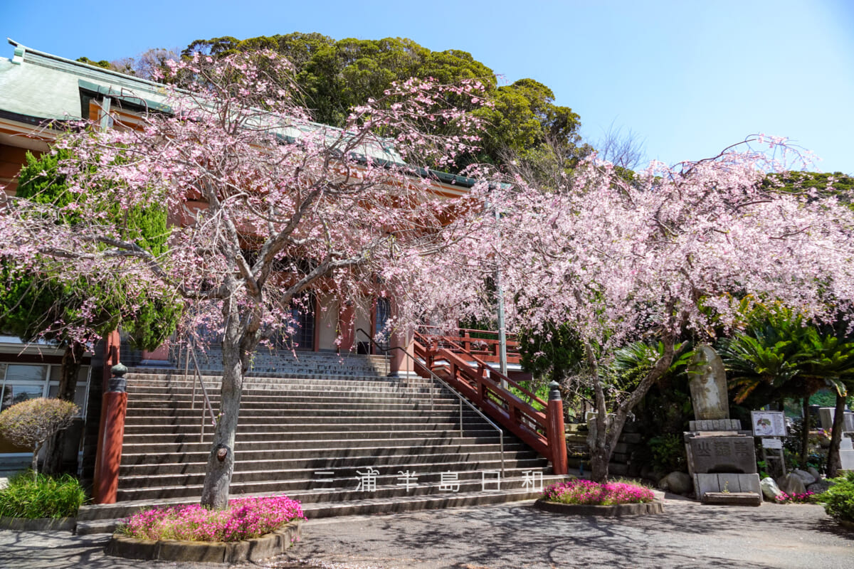 乗誓寺・本堂前の枝垂れ桜を斜め前から望む(撮影日:2025.04.09)