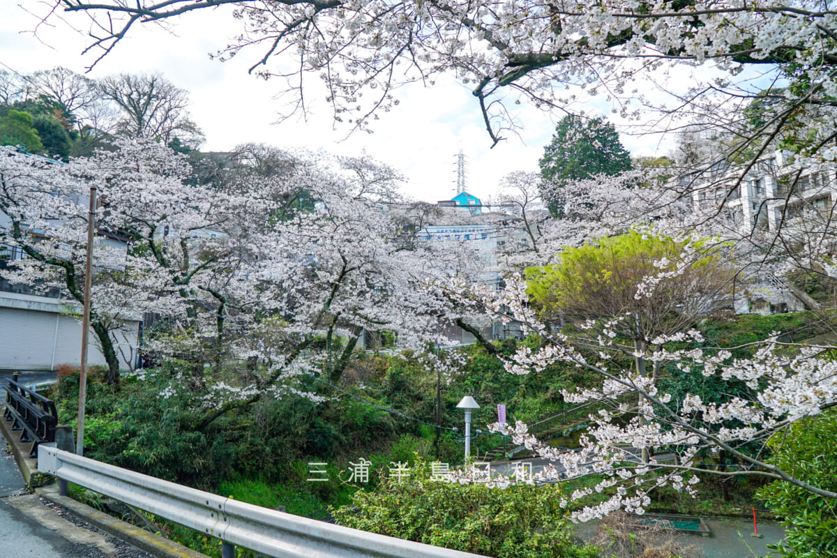 のの字橋(のの字坂・十三峠陸橋)・桜の季節に十三峠陸橋付近から望む(撮影日:2025.04.04)