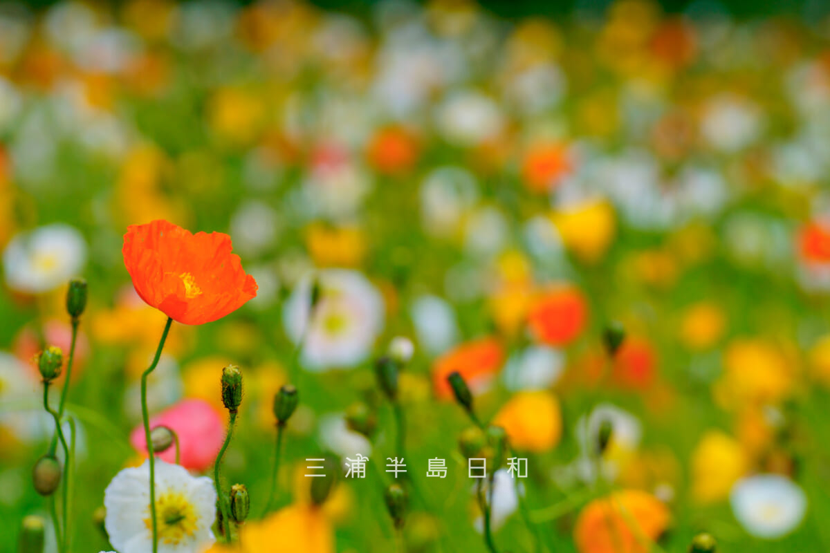 くりはま花の国-四季の花壇・アイスランドポピー(撮影日:2025.04.24)