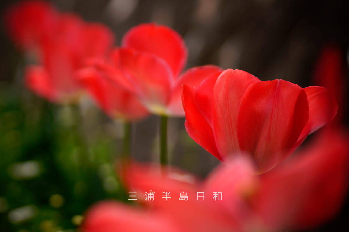 くりはま花の国・園路沿いのチューリップ(撮影日:2025.04.24)