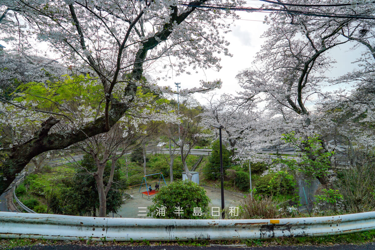 のの字橋(のの字坂・十三峠陸橋)・桜の季節に田浦1丁目公園を見おろす(撮影日:2025.04.04)