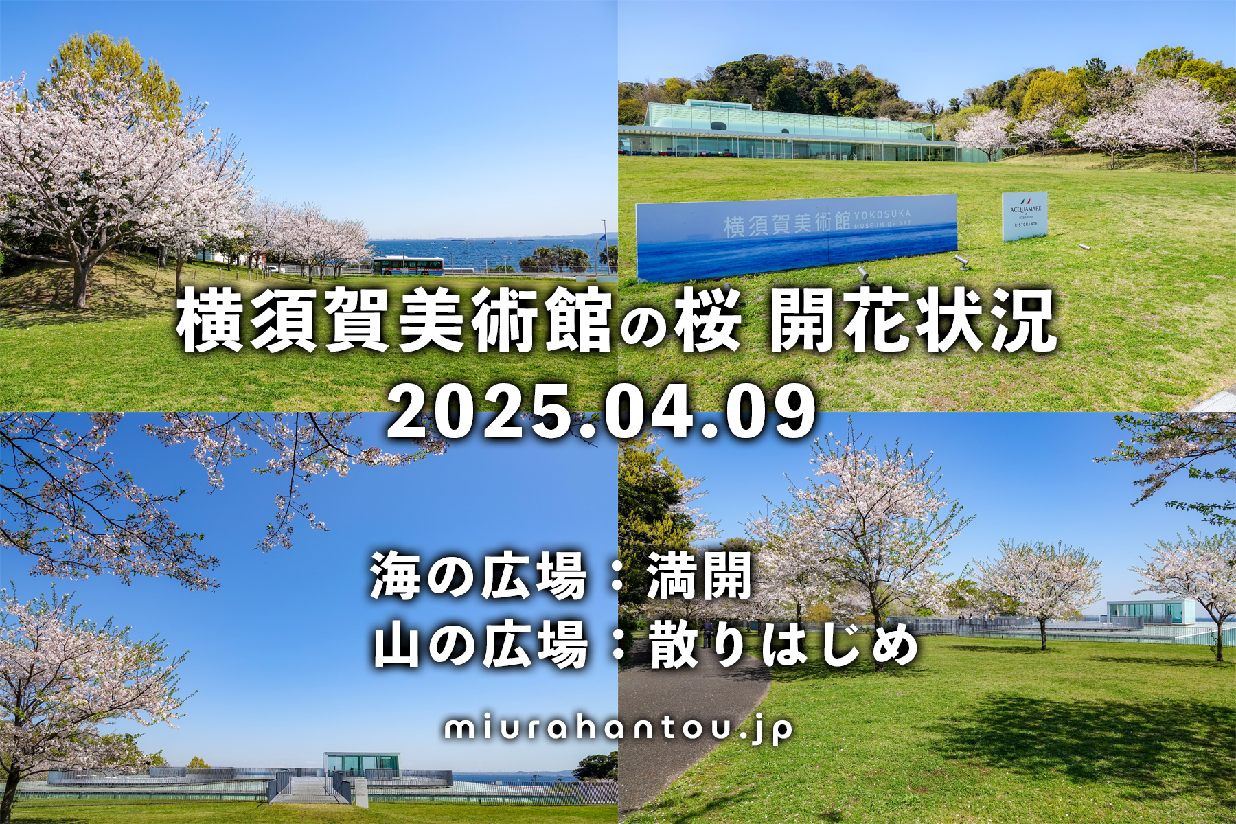 横須賀美術館の桜・開花状況（撮影日：2025.04.09）