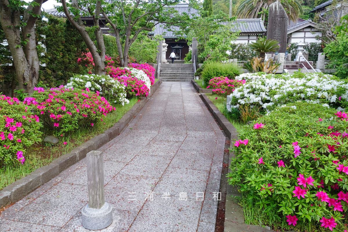 伝福寺・参道を埋めつくすツツジ(撮影日:2025.04.24)