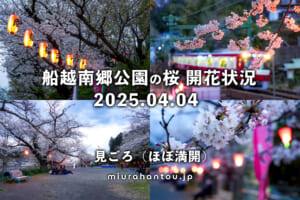 船越南郷公園の桜・開花状況（撮影日：2025.04.04）
