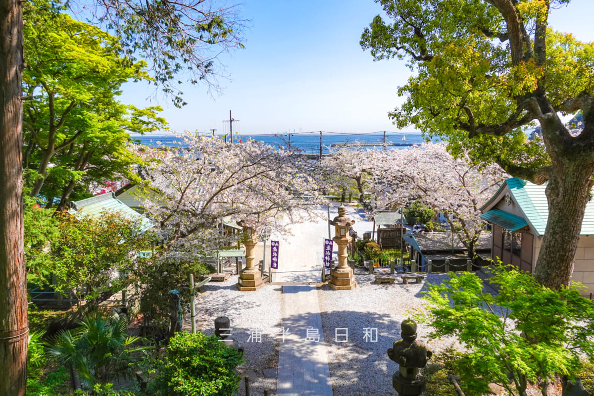 走水神社・石段上段より桜の季節の境内を望む(撮影日:2025.04.09)
