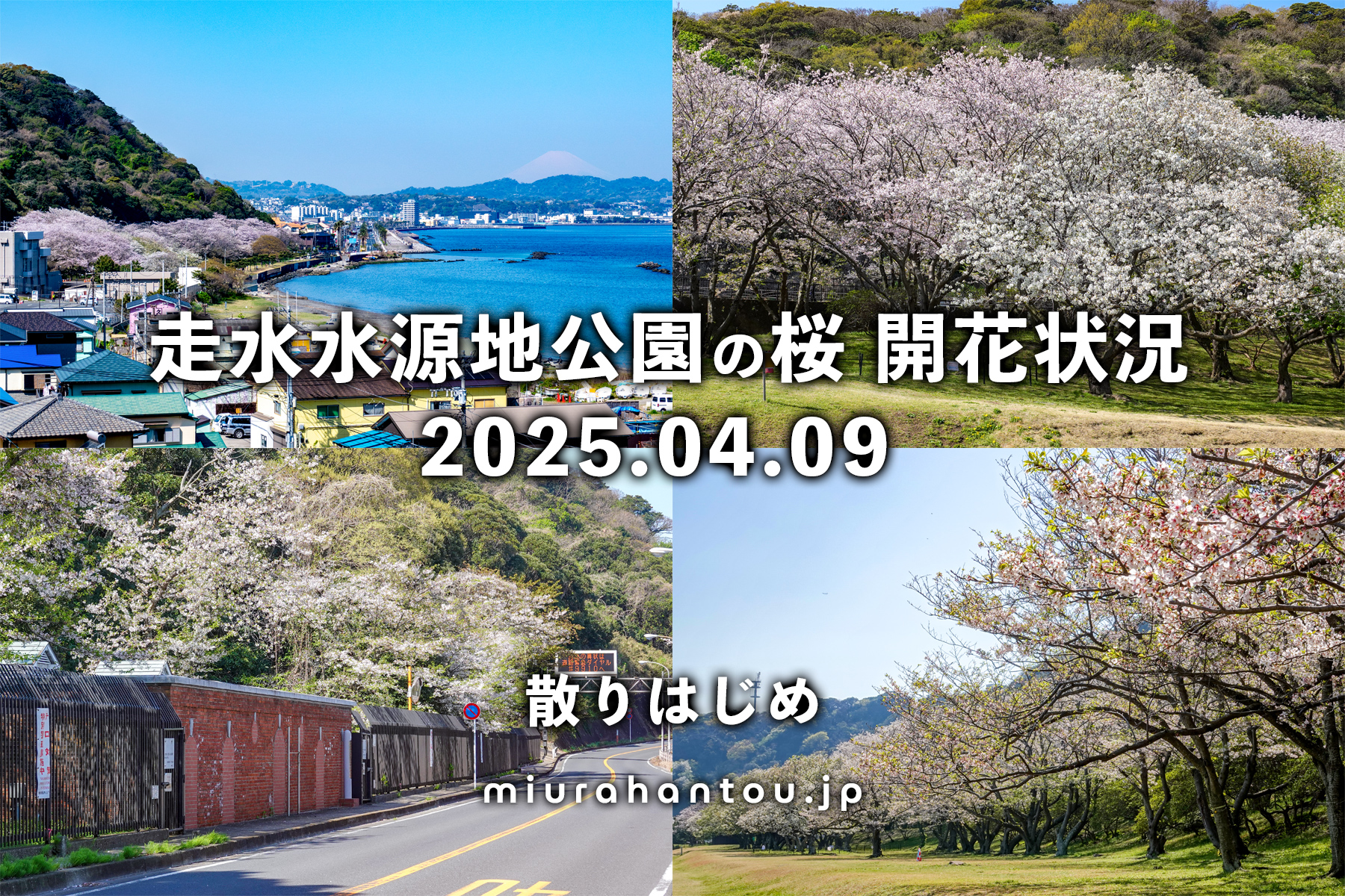 走水水源地公園の桜・開花状況（撮影日：2025.04.09）