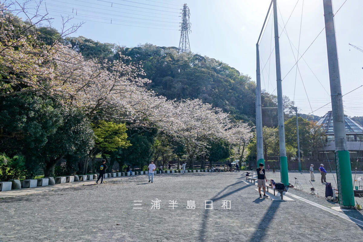 神明第2公園・グラウンド横の広場(撮影日:2025.04.09)