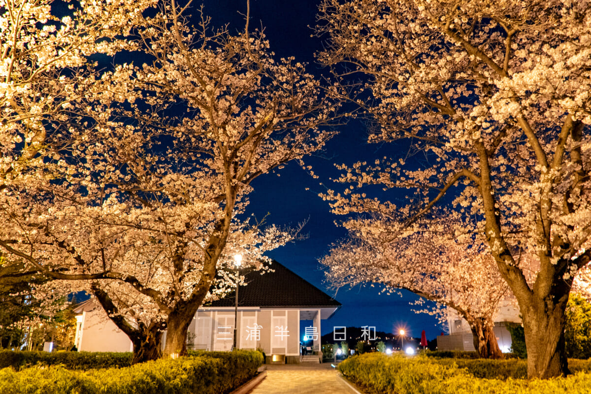 ヴェルニー公園・さくらの広場2の夜桜とティボディエ邸(撮影日:2025.04.04)