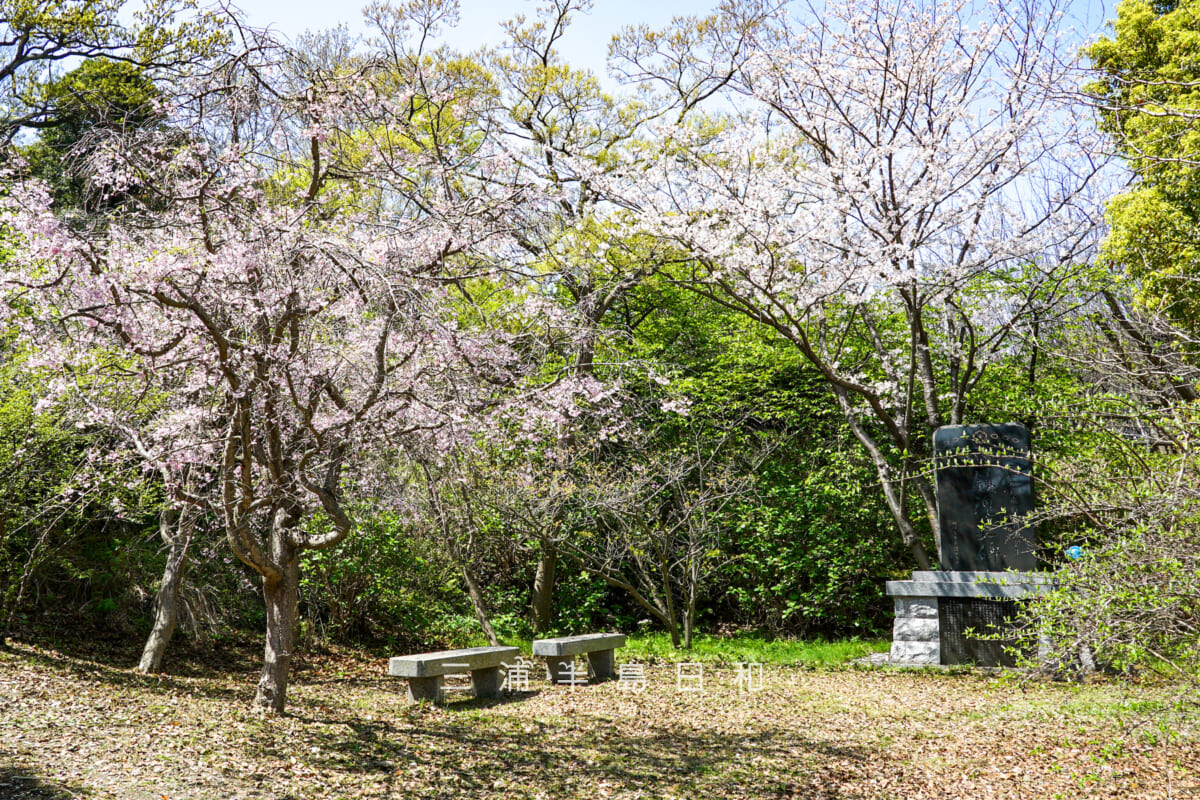 貝山緑地・甲種飛行予科練習生鎮魂之碑横で咲く桜(撮影日:2023.03.30)