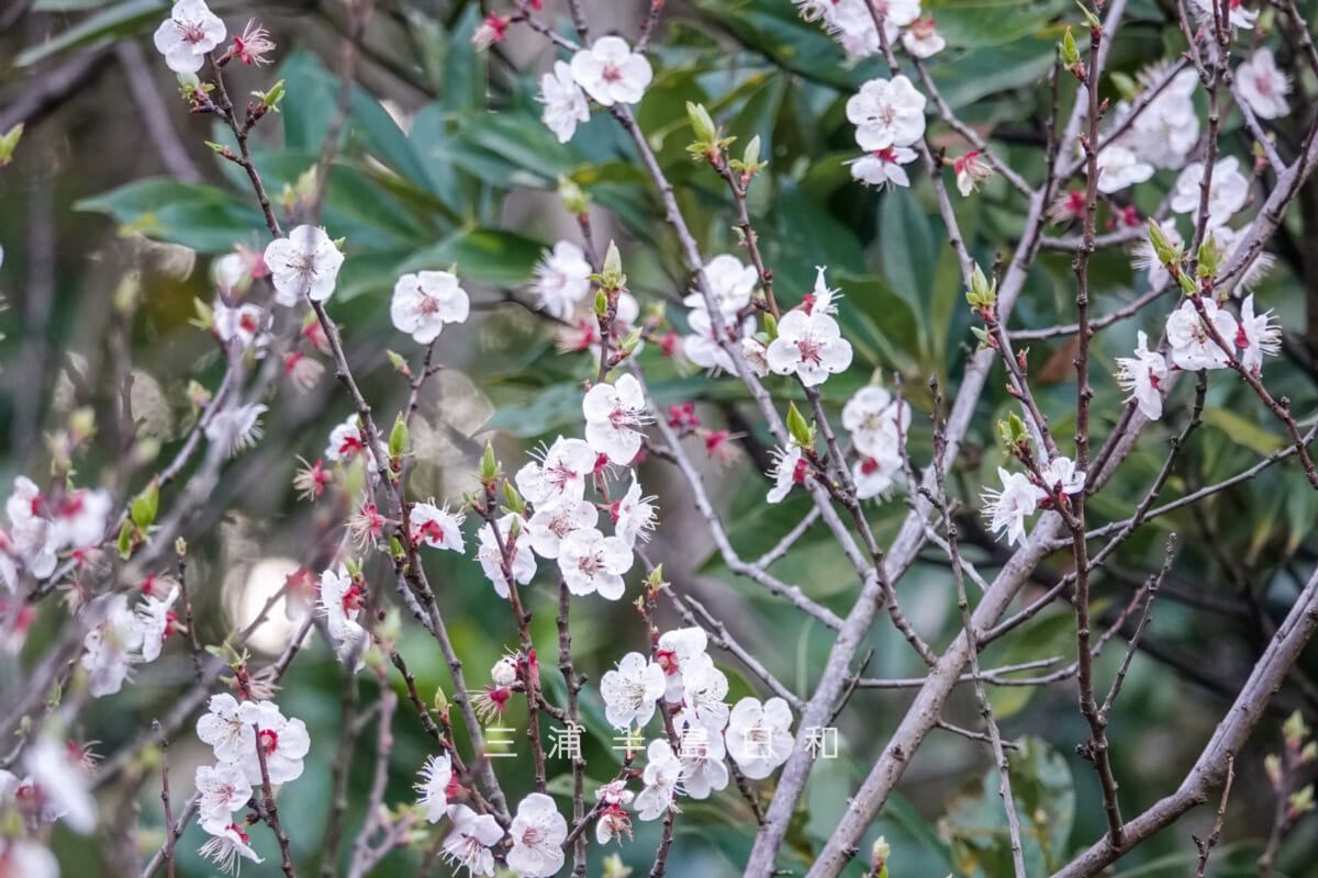 貝山緑地・アンズの花(撮影日:2023.03.20)