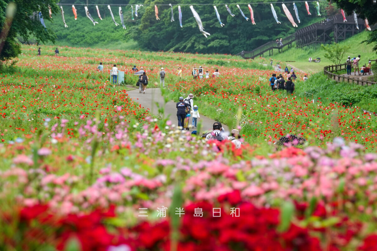 くりはま花の国・ポピー園前の花壇よりポピー園を望む(撮影日:2025.05.18)