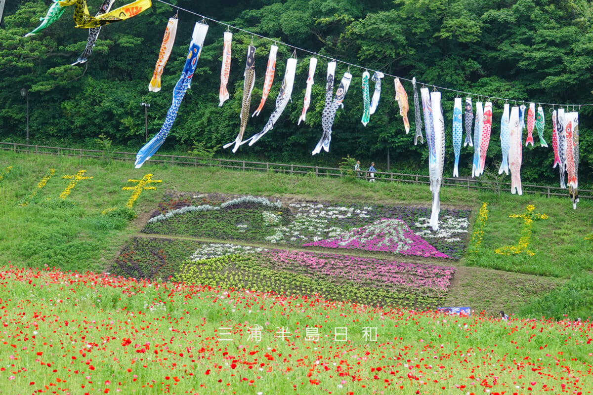 くりはま花の国-ポピー園・ゴジラと富士山の巨大フラワーウォールとこいのぼり(撮影日:2025.05.18)