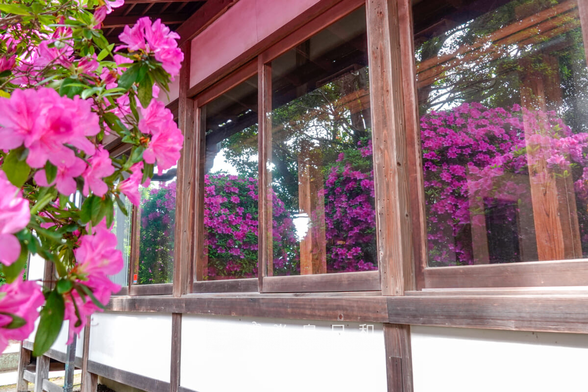 安養院・本堂横のツツジ(アップ)(撮影日:2025.05.01)