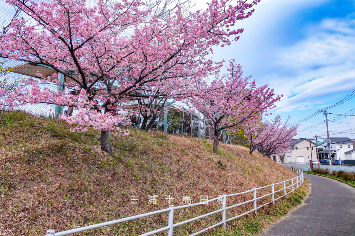 沓形公園沿いの河津桜(撮影日:2025.02.28)