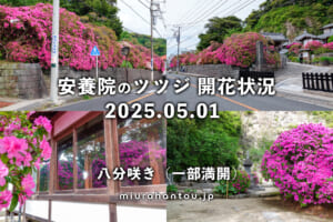 安養院のツツジ開花状況（撮影日：2025.05.01）