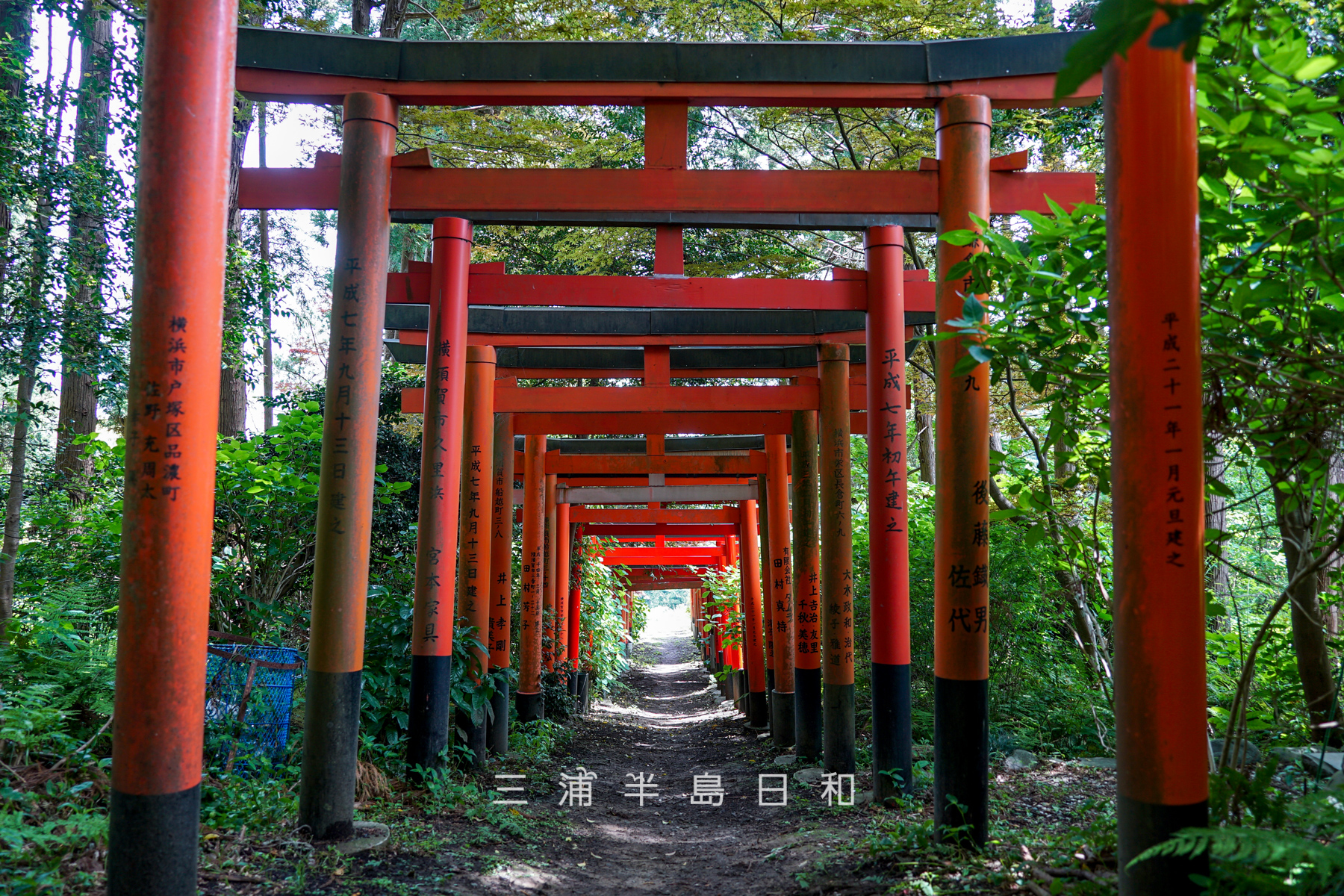 白赤稲荷神社・鳥居のトンネル後方より入口方面を望む（撮影日：2025.05.08）