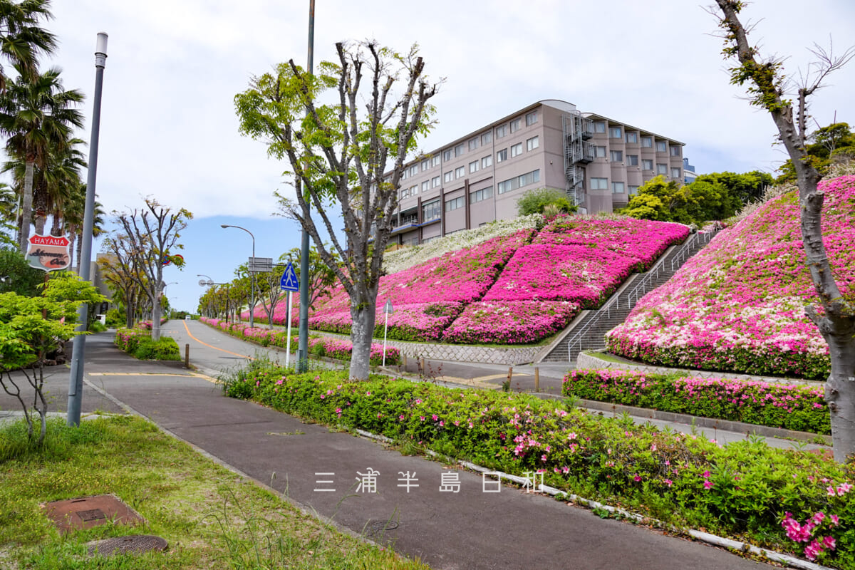 湘南国際村・湘南国際村西公園、湘南OVA前の県道斜面のツツジ(撮影日:2025.05.01)