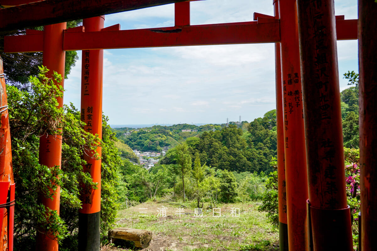 白赤稲荷神社・鳥居のトンネル入口付近より田浦の山並みを望む（撮影日：2025.05.08）