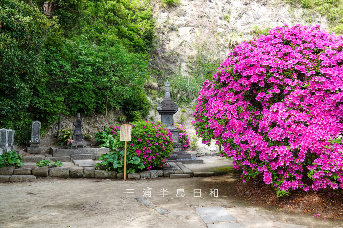 安養院・国重要文化財の宝篋印塔(中央)と北条政子の墓(左)近くの満開のツツジ(撮影日:2025.05.01)