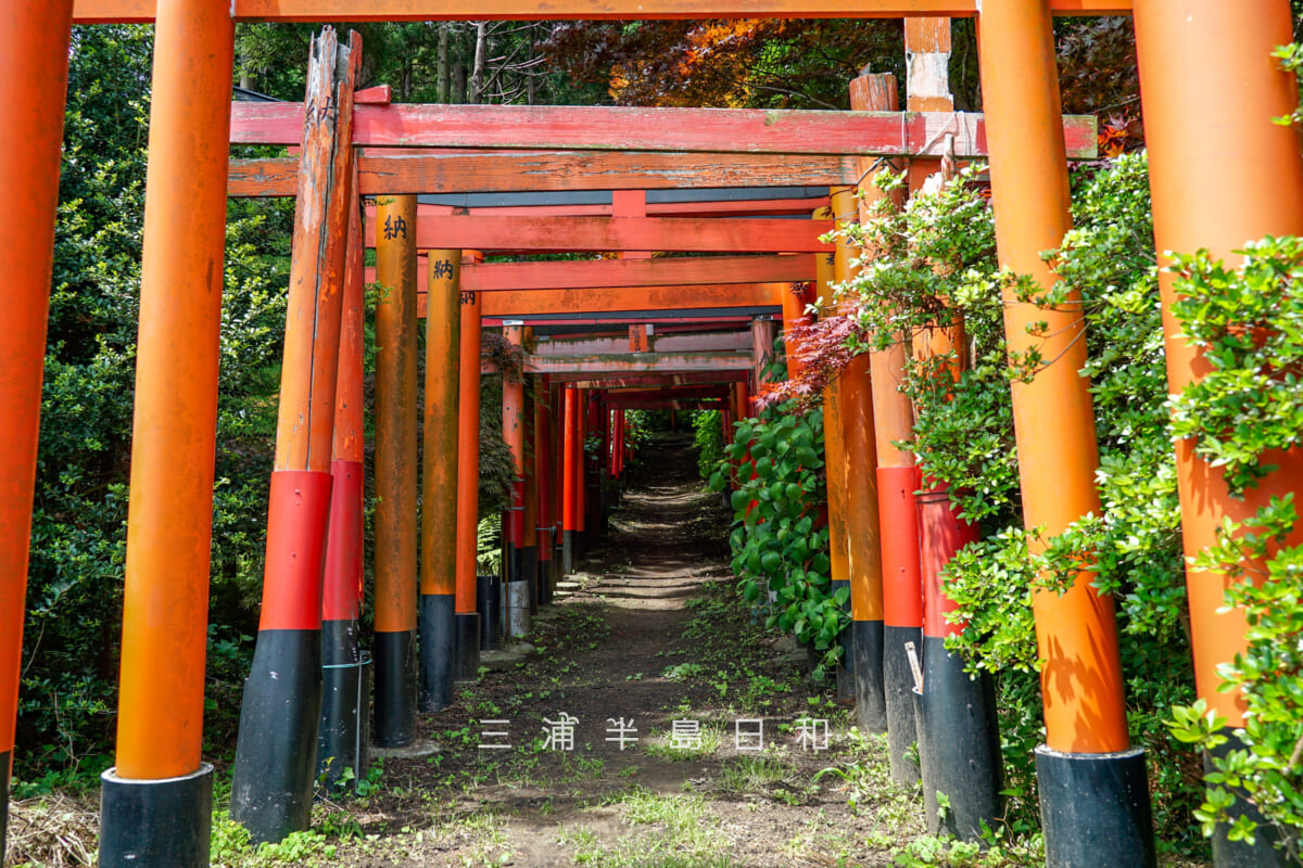 白赤稲荷神社・鳥居のトンネル前方より奥の方を望む（撮影日：2025.05.08）
