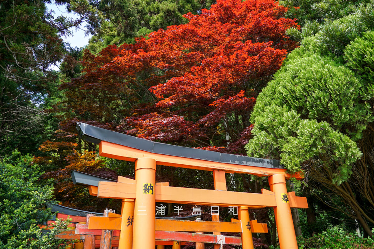 白赤稲荷神社・初夏に紅葉する鳥居のトンネル入口付近のノムラモミジ（撮影日：2025.05.08）