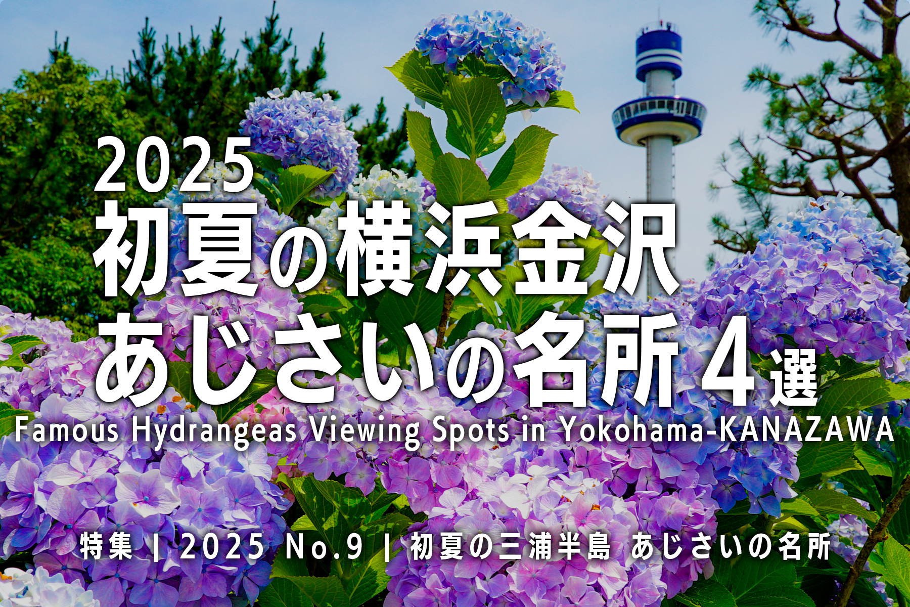 【2025 No.9】特集 | 横浜金沢あじさいの名所