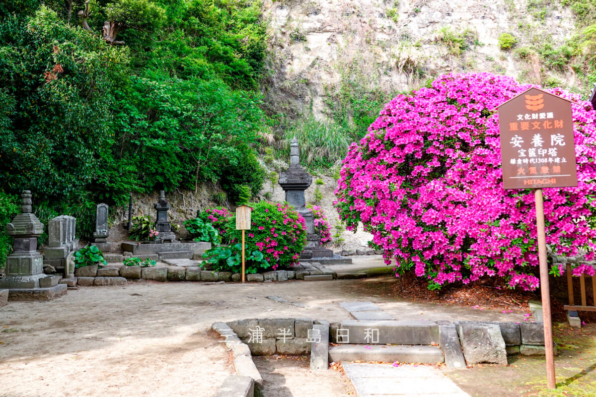 安養院・国重要文化財の宝篋印塔(中央)と北条政子の墓(左)とツツジ(撮影日:2025.05.01)