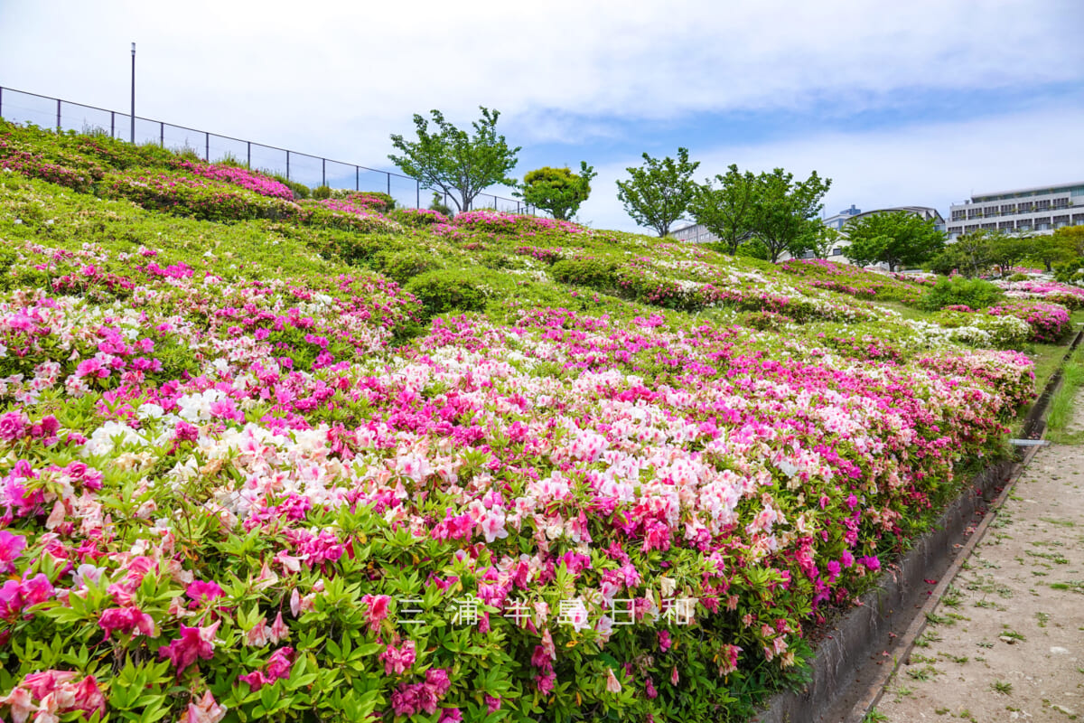 湘南国際村西公園・園内斜面のツツジ(撮影日:2025.05.01)