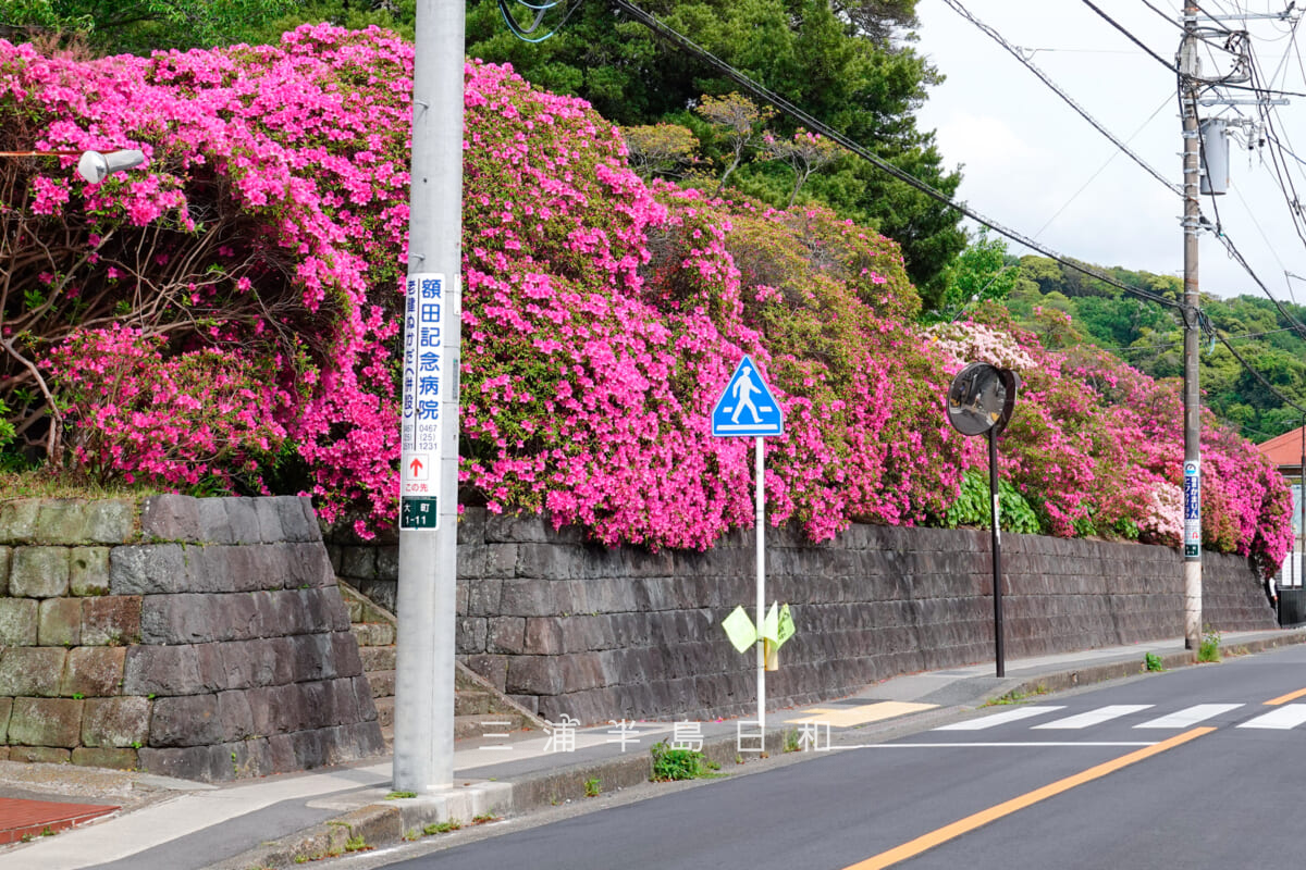 安養院・大町大路沿いのオオムラサキツツジを大町四ツ角側から望む(撮影日:2025.05.01)