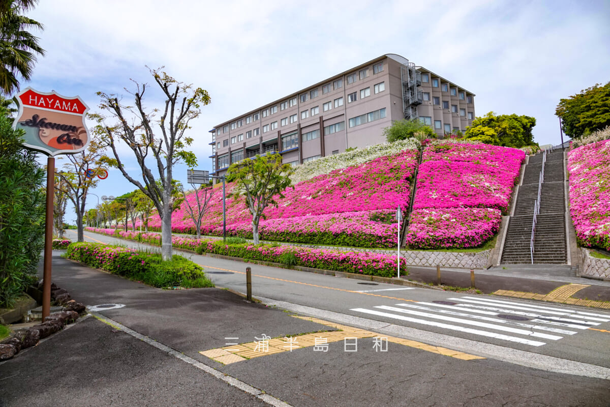 湘南国際村・湘南国際村西公園前の県道斜面のツツジ(撮影日:2025.05.01)